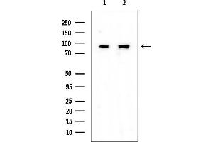 anti-RAS Protein Activator Like 1 (GAP1 Like) (RASAL1) antibody