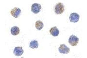 Immunocytochemistry of AIF in K562 cells with AP30031PU-N AIF antibody at 5 μg/ml. (AIF antibody  (C-Term))