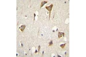 Formalin fixed and paraffin embedded human brain tissue stained with MYO6 Antibody (C-term) followed by peroxidase conjugation of the secondary antibody and DAB staining. (Myosin VI antibody  (C-Term))