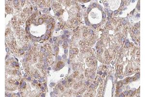 ABIN6276596 at 1/100 staining human kidney tissue sections by IHC-P. (PDGFB antibody  (N-Term))