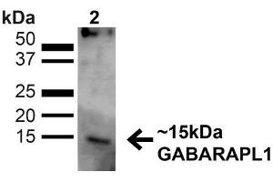 Western blot analysis of Human HeLa cell lysates showing detection of ~14kDa GABARAPL1 protein using Rabbit Anti-GABARAPL1 Polyclonal Antibody .