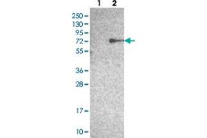 Western blot analysis of Lane 1: Negative control (vector only transfected HEK293T lysate), Lane 2: Over-expression Lysate (Co-expressed with a C-terminal myc-DDK tag (~3. (Zinc Finger Protein 354B (ZNF354B) antibody)