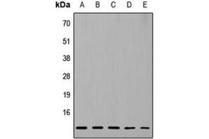 Western blot analysis of RPL37 expression in HeLa (A), MCF7 (B), Raw264. (RPL37 antibody  (Center))