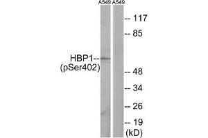 Western blot analysis of extracts from A549 cells, treated with PMA (125 ng/mL, 30 mins), using HBP1 (Phospho-Ser402) antibody. (HBP1 antibody  (pSer402))