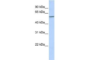 WB Suggested Anti-SPAG8 Antibody Titration: 0. (SPAG8 antibody  (N-Term))