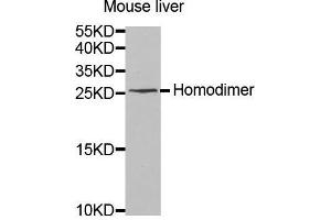 IL-8 antibody  (AA 21-99)