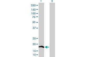 Western Blot analysis of COX4I2 expression in transfected 293T cell line by COX4I2 MaxPab polyclonal antibody. (COX4I2 antibody  (AA 1-171))