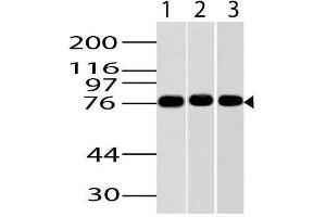 Image no. 1 for anti-Inhibitor of kappa Light Polypeptide Gene Enhancer in B-Cells, Kinase epsilon (IKBKE) (AA 2-203) antibody (ABIN5027294) (IKKi/IKKe antibody  (AA 2-203))
