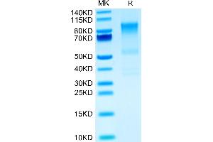 Syndecan 1 Protein (SDC1) (AA 23-255) (Fc Tag)