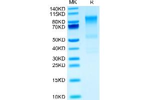 Mouse Syndecan-1 on Tris-Bis PAGE under reduced condition. (Syndecan 1 Protein (SDC1) (AA 23-255) (Fc Tag))