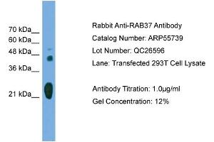 WB Suggested Anti-RAB37  Antibody Titration: 0.