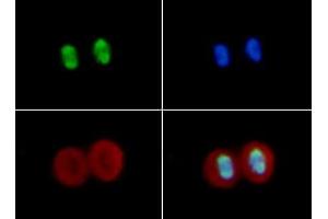 Immunofluorescence of Rabbit Anti-Histone H4 [ac Lys16] Antibody. (Histone H4 antibody  (acLys16))
