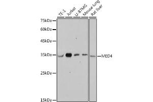 Western blot analysis of extracts of various cell lines, using MED4 antibody (ABIN7268445) at 1:1000 dilution.