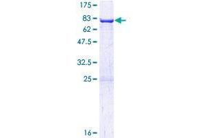 Image no. 1 for ARC (AA 1-396) protein (GST tag) (ABIN1345444) (ARC (AA 1-396) protein (GST tag))