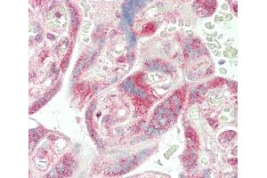 Immunohistochemistry (Paraffin-embedded Sections) (IHC (p)) image for anti-Alcohol Dehydrogenase 5 (Class III), chi Polypeptide (ADH5) (AA 212-239) antibody (ABIN652502)