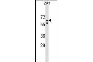 IL2 Antibody (C-term) (ABIN1537279 and ABIN2849712) western blot analysis in 293 cell line lysates (35 μg/lane). (PPIL2 antibody  (C-Term))