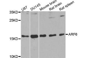 Western blot analysis of extracts of various cell lines, using ARF6 antibody (ABIN1871073) at 1:1000 dilution.