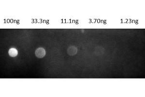 Dot Blot results of Goat Fab Anti-Rat IgG Antibody Rhodamine Conjugate. (Goat anti-Rat IgG (Heavy & Light Chain) Antibody (TRITC) - Preadsorbed)