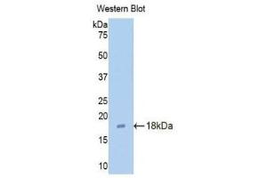 Western Blotting (WB) image for anti-Claudin 3 (CLDN3) (AA 30-159) antibody (ABIN1176417)