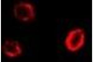 Immunofluorescent analysis of GPI staining in U2OS cells. (GPI antibody)
