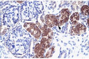Human kidney; Rabbit Anti-SOX18 Antibody. (SOX18 antibody  (Middle Region))