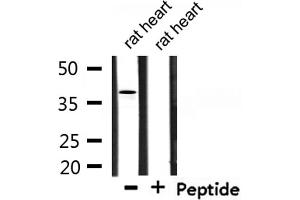 Western blot analysis of extracts from rat heart, using TEF Antibody. (TEF antibody  (Internal Region))