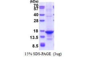 Tumor Necrosis Factor (Ligand) Superfamily, Member 13 (TNFSF13) (AA 105-247) protein (T7 tag)