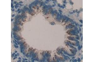 Figure. (FBLN3 antibody  (AA 166-445))