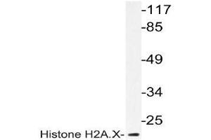 Western blot (WB) analyzes of Histone H2A. (H2AFX antibody)