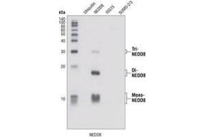Image no. 2 for anti-Neural Precursor Cell Expressed, Developmentally Down-Regulated 8 (NEDD8) (N-Term) antibody (ABIN221543) (NEDD8 antibody  (N-Term))