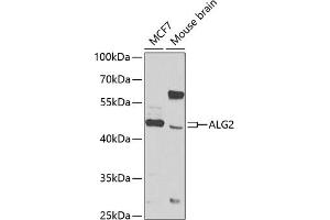 Western blot analysis of extracts of various cell lines, using  antibody (ABIN6131238, ABIN6136792, ABIN6136793 and ABIN6223816) at 1:1000 dilution. (ALG2 antibody  (AA 197-416))