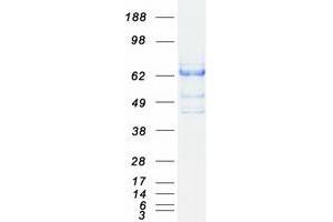 Western Blotting (WB) image for SH2B Adaptor Protein 3 (SH2B3) protein (Myc-DYKDDDDK Tag) (ABIN2731953)