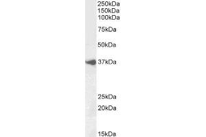 ABIN5539798 (1µg/ml) staining of Human Cerebellum lysate (35µg protein in RIPA buffer).