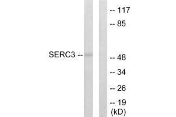 SERINC3 antibody  (C-Term)