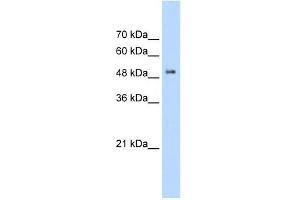 PACSIN1 antibody (20R-1340) used at 0. (PACSIN1 antibody  (C-Term))