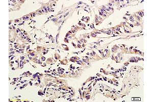 Amphiregulin antibody  (AA 185-252)