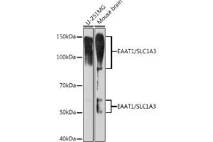 Western blot analysis of extracts of various cell lines, using E/SLC1 Rabbit mAb (ABIN7270394) at 1:1000 dilution. (SLC1A3 antibody)