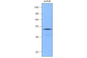Cell lysates of Jurkat (50 ug) were resolved by SDS-PAGE, transferred to nitrocellulose membrane and probed with anti-human Hsp40 (1:1,000). (DNAJB1 antibody  (AA 1-340))