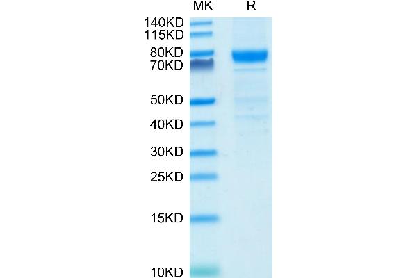 IL3RA Protein (AA 19-305) (Fc Tag)