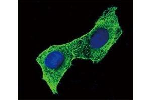 Confocal immunofluorescent analysis of b-Actin antibody with HeLa cells followed by Alexa Fluor 488-conjugated goat anti-mouse lgG (green). (beta Actin antibody)