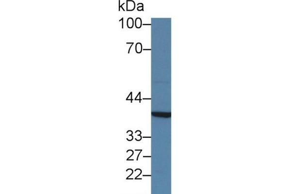 MPI antibody  (AA 2-423)