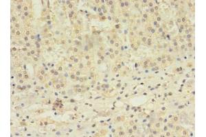 Immunohistochemistry of paraffin-embedded human adrenal gland tissue using ABIN7171610 at dilution of 1:100 (TBC1D2 antibody  (AA 1-237))