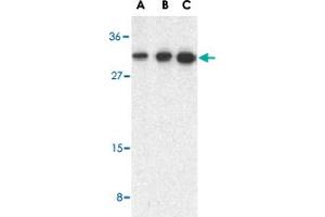 Western blot analysis of STRADB in human heart lysate with STRADB polyclonal antibody  at 0. (STRADB antibody  (C-Term))