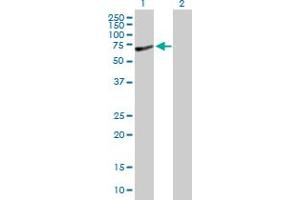 Western Blot analysis of SLC27A1 expression in transfected 293T cell line by SLC27A1 MaxPab polyclonal antibody. (SLC27A1 antibody  (AA 1-646))