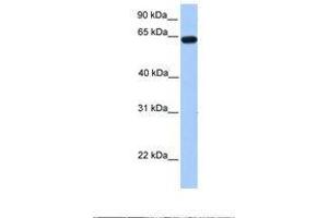 Image no. 1 for anti-Zinc Finger Protein 296 (ZNF296) (AA 171-220) antibody (ABIN6737894) (Zinc Finger Protein 296 (ZNF296) (AA 171-220) antibody)