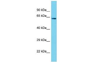 Host: Rabbit Target Name: PTGES3L-AARSD1 Sample Type: HepG2 Whole Cell lysates Antibody Dilution: 1. (PTGES3L-AARSD1 antibody  (C-Term))