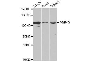 Western blot analysis of extracts of various cell lines, using PDE4D antibody.