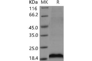 Western Blotting (WB) image for Mesencephalic Astrocyte-Derived Neurotrophic Factor (MANF) protein (His tag) (ABIN7320099) (MANF Protein (His tag))