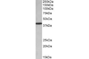 ABIN571268 (0. (PCBP1 antibody  (AA 234-247))