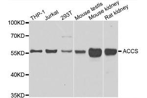 Western blot analysis of extracts of various cell lines, using ACCS antibody. (PHACS antibody)